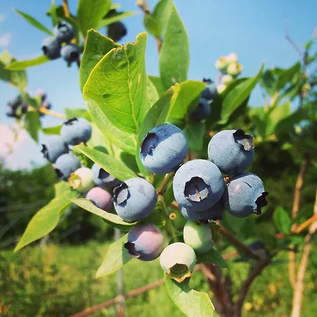 Fruttirossi Trofarello