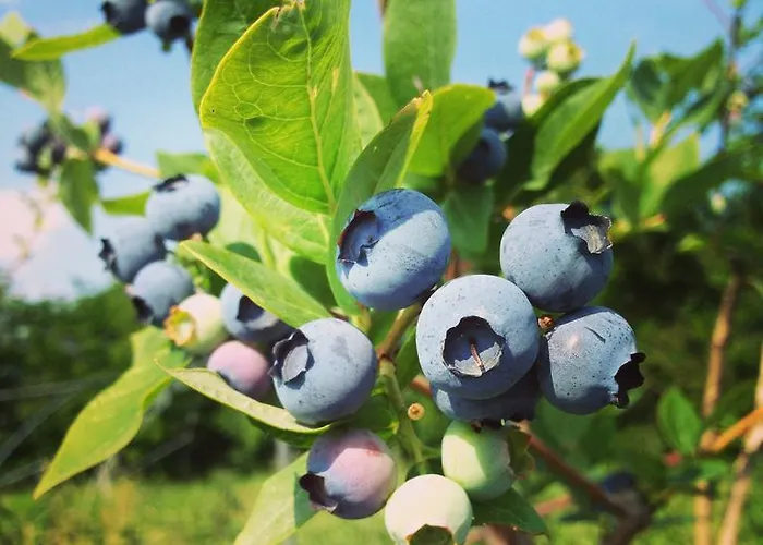 Fruttirossi Trofarello